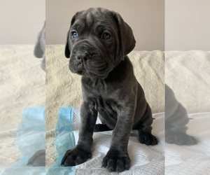 Cane Corso Puppy for sale in PORTER RANCH, CA, USA