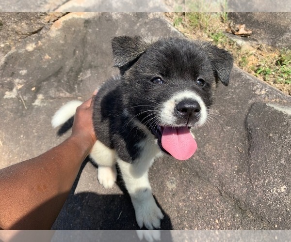 Medium Photo #9 Akita Puppy For Sale in UNION CITY, GA, USA