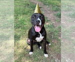 Small #56 American Pit Bull Terrier-Labrador Retriever Mix