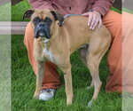 Small #4 Boxer