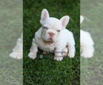 Image preview for Ad Listing. Nickname: Frenchie