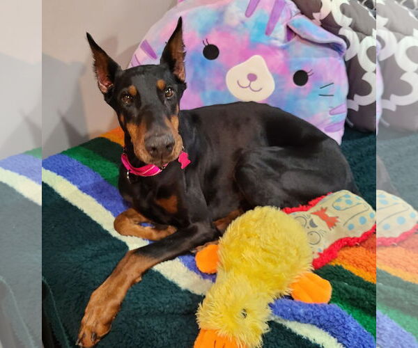 Medium Photo #9 Doberman Pinscher Puppy For Sale in Minneaoplis, MN, USA