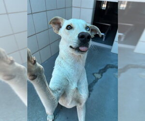 Labrador Retriever-Unknown Mix Dogs for adoption in Corpus Christi, TX, USA