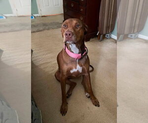 Doberman Pinscher-Unknown Mix Dogs for adoption in Wenonah, NJ, USA