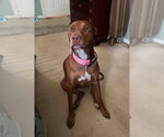 Small Doberman Pinscher Mix