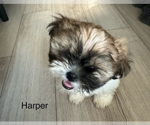 Shih Tzu Puppy for sale in WASHINGTON, DC, USA