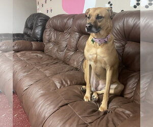Quinta - Female Mutt Dog for Adoption - Photo #25