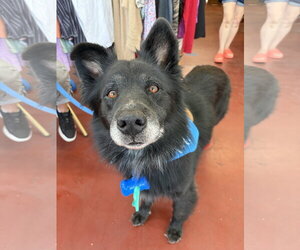 Chow Chow-Unknown Mix Dogs for adoption in Davis, CA, USA