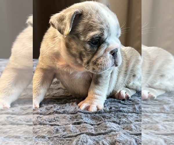 Medium Photo #3 English Bulldog Puppy For Sale in LANCASTER, CA, USA