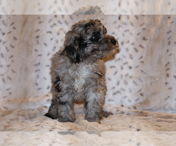 Medium Photo #18 Poodle (Toy) Puppy For Sale in DYERSBURG, TN, USA