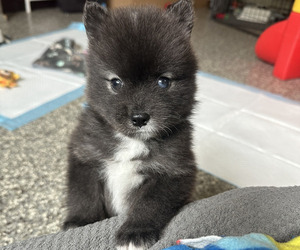 Pomsky Puppy for sale in DE SOTO, KS, USA
