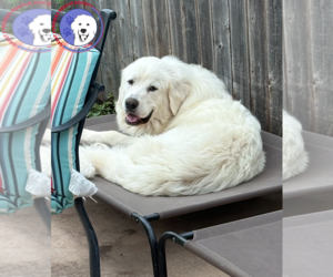 Great Pyrenees Dogs for adoption in Spring, TX, USA