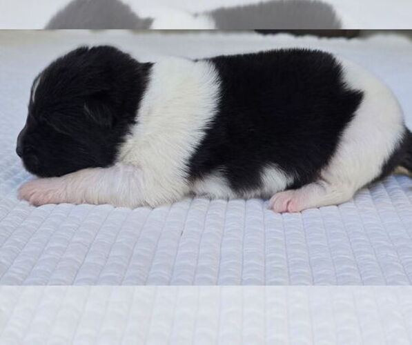 Medium Photo #1 Akita Puppy For Sale in STRAFFORD, MO, USA