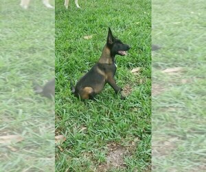 Belgian Malinois Puppy for sale in LAKE BUTLER, FL, USA
