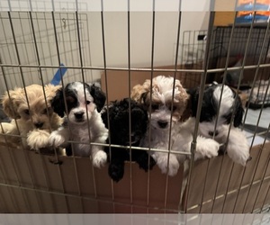 Cavapoo Litter for sale in LAGUNA BEACH, CA, USA