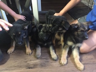 King Shepherd Puppy for sale in NEVADA, TX, USA