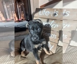Small Photo #26 German Shepherd Dog Puppy For Sale in UNIVERSITY PL, WA, USA