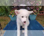 Small Photo #11 Pomsky Puppy For Sale in NILES, OH, USA