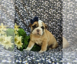 Olde English Bulldogge Puppy for sale in OXFORD, PA, USA