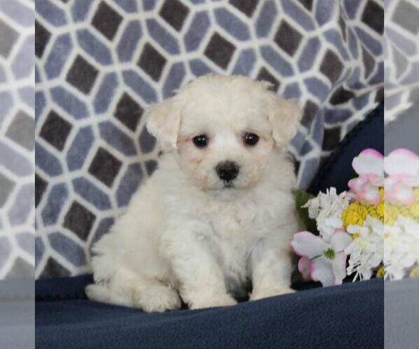 View Ad: Bichon Frise Puppy for Sale near Pennsylvania ...