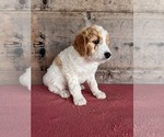 Small #6 Goldendoodle (Miniature)