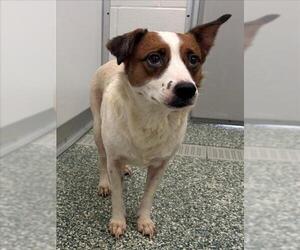 Mutt Dogs for adoption in Salisbury, NC, USA