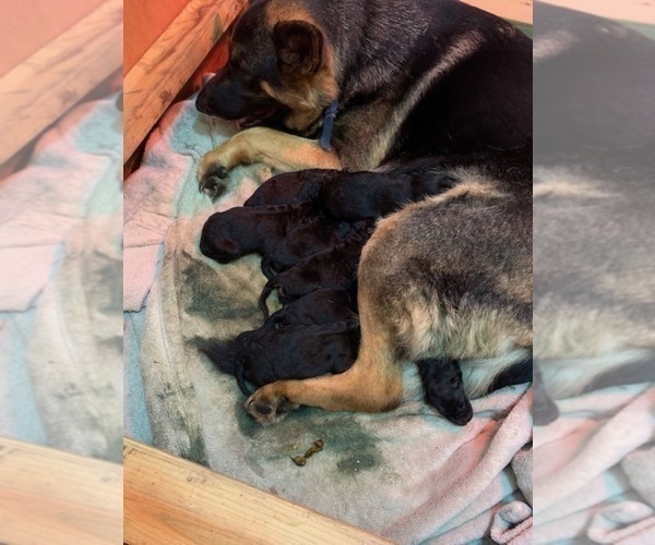 Medium Photo #3 German Shepherd Dog Puppy For Sale in BOKOSHE, OK, USA