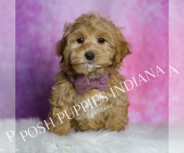 Medium Photo #3 Maltipoo Puppy For Sale in WARSAW, IN, USA