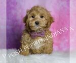 Small #2 Maltipoo