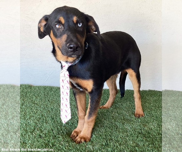 Medium Photo #2 Siberian Husky-Unknown Mix Puppy For Sale in San Diego, CA, USA