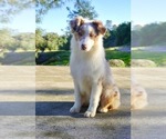 Small Photo #4 Australian Shepherd Puppy For Sale in COARSEGOLD, CA, USA