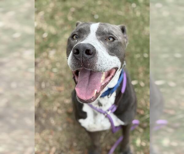 Medium Photo #2 Mutt Puppy For Sale in Sugar Land, TX, USA