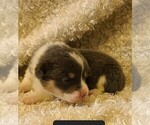 Small Photo #1 Pembroke Welsh Corgi Puppy For Sale in TALALA, OK, USA
