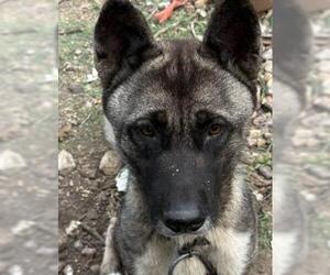 Akita Dogs for adoption in San Antonio, TX, USA