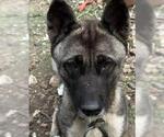 Small Akita
