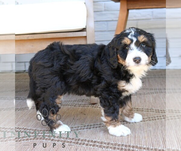Medium Photo #4 Bernedoodle (Miniature) Puppy For Sale in NARVON, PA, USA