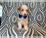 Small #9 Australian Shepherd