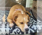 Small Beagle Mix