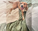 Small #2 Coonhound-Rhodesian Ridgeback Mix