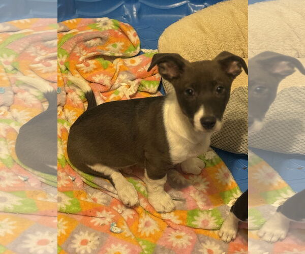 Medium Photo #3 Jack Chi Puppy For Sale in Slidell, LA, USA