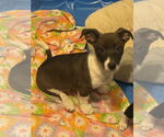Small #2 Jack Chi