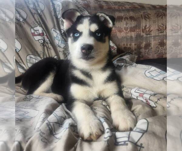 Medium Photo #2 Siberian Husky Puppy For Sale in HAMBURG, PA, USA