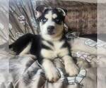 Small Photo #2 Siberian Husky Puppy For Sale in HAMBURG, PA, USA
