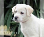 Small #4 Labrador Retriever