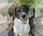 Small #4 Labrador Retriever Mix