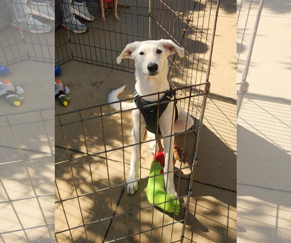 Medium Photo #2 Great Pyrenees-Unknown Mix Puppy For Sale in Dallas, TX, USA