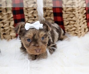 Yorkshire Terrier Puppy for sale in TAMPA, FL, USA