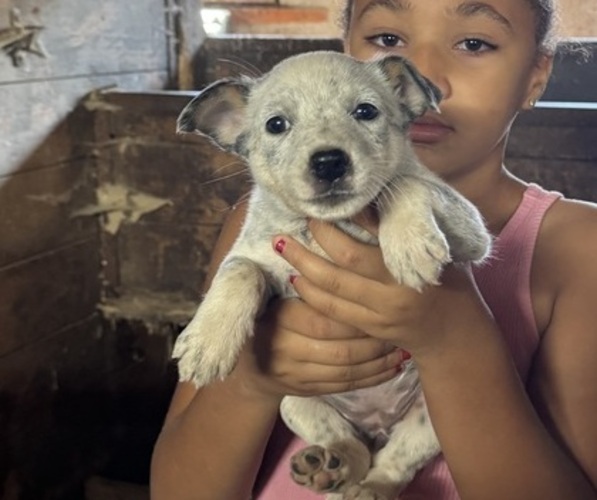 Medium Photo #8 Australian Cattle Dog Puppy For Sale in MIDDLEBORO, MA, USA