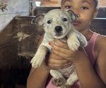 Small #7 Australian Cattle Dog