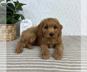 Cavapoo Puppy for sale in GREENFIELD, IN, USA
